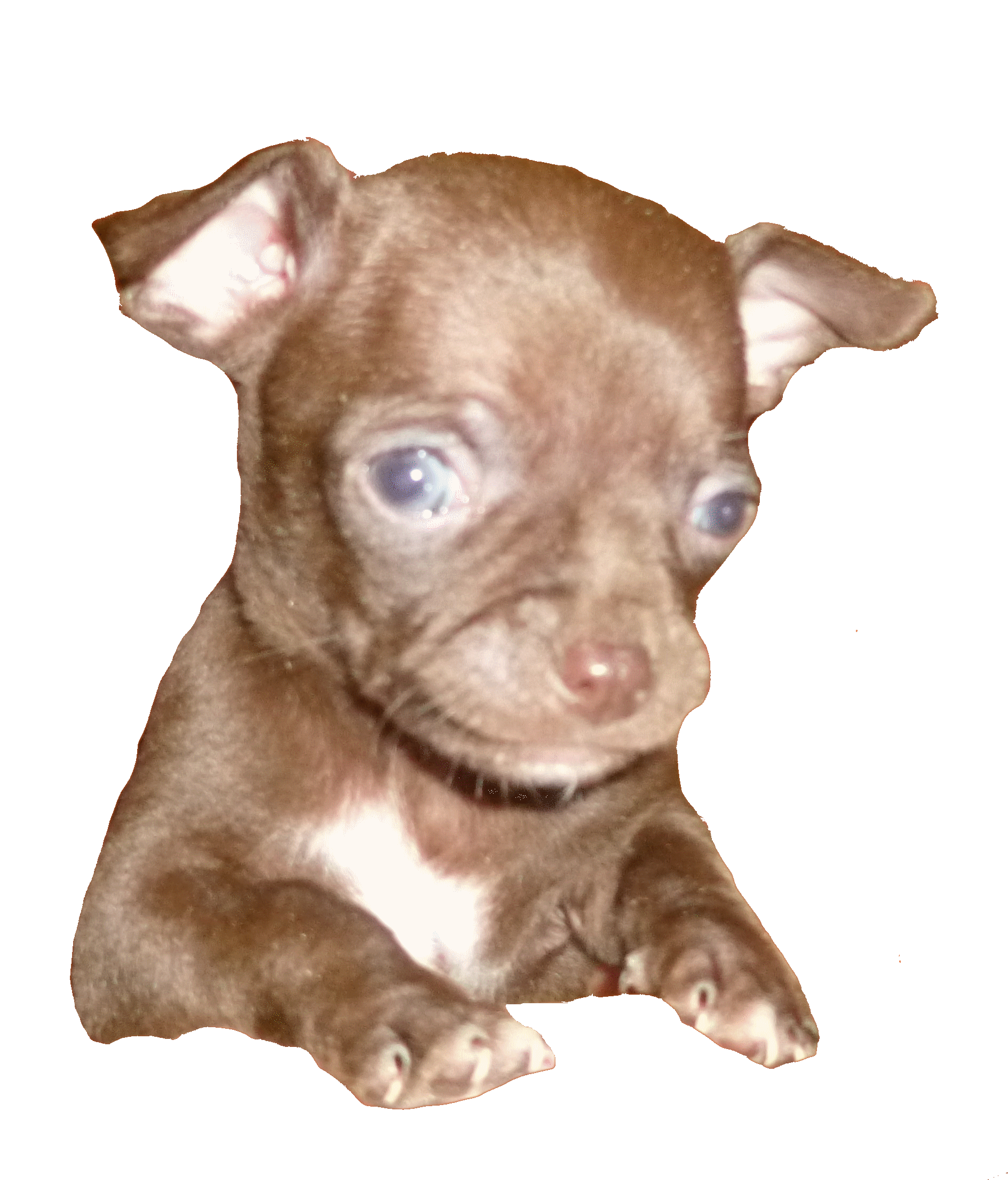 Chihuahua Chocolat