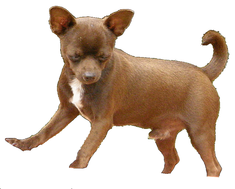 chihuahua chocolat