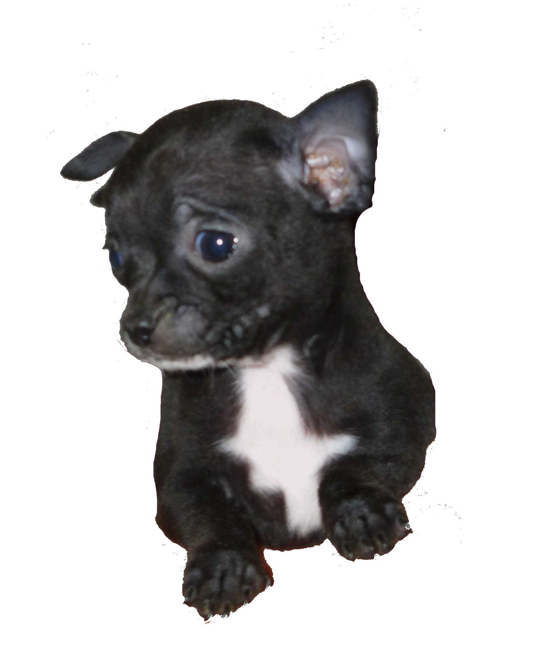 Chihuahua noir