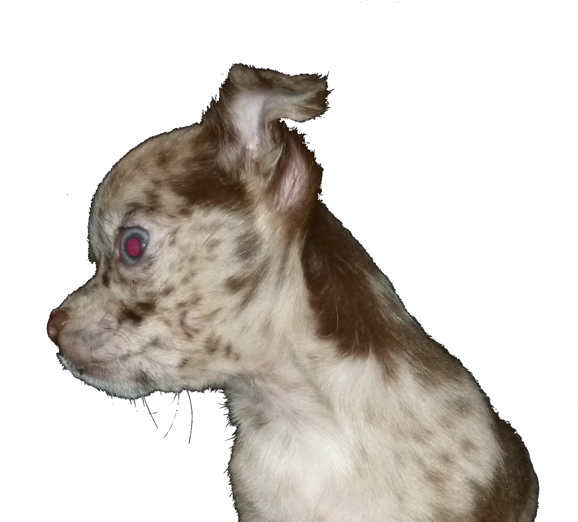 Merle chocolat