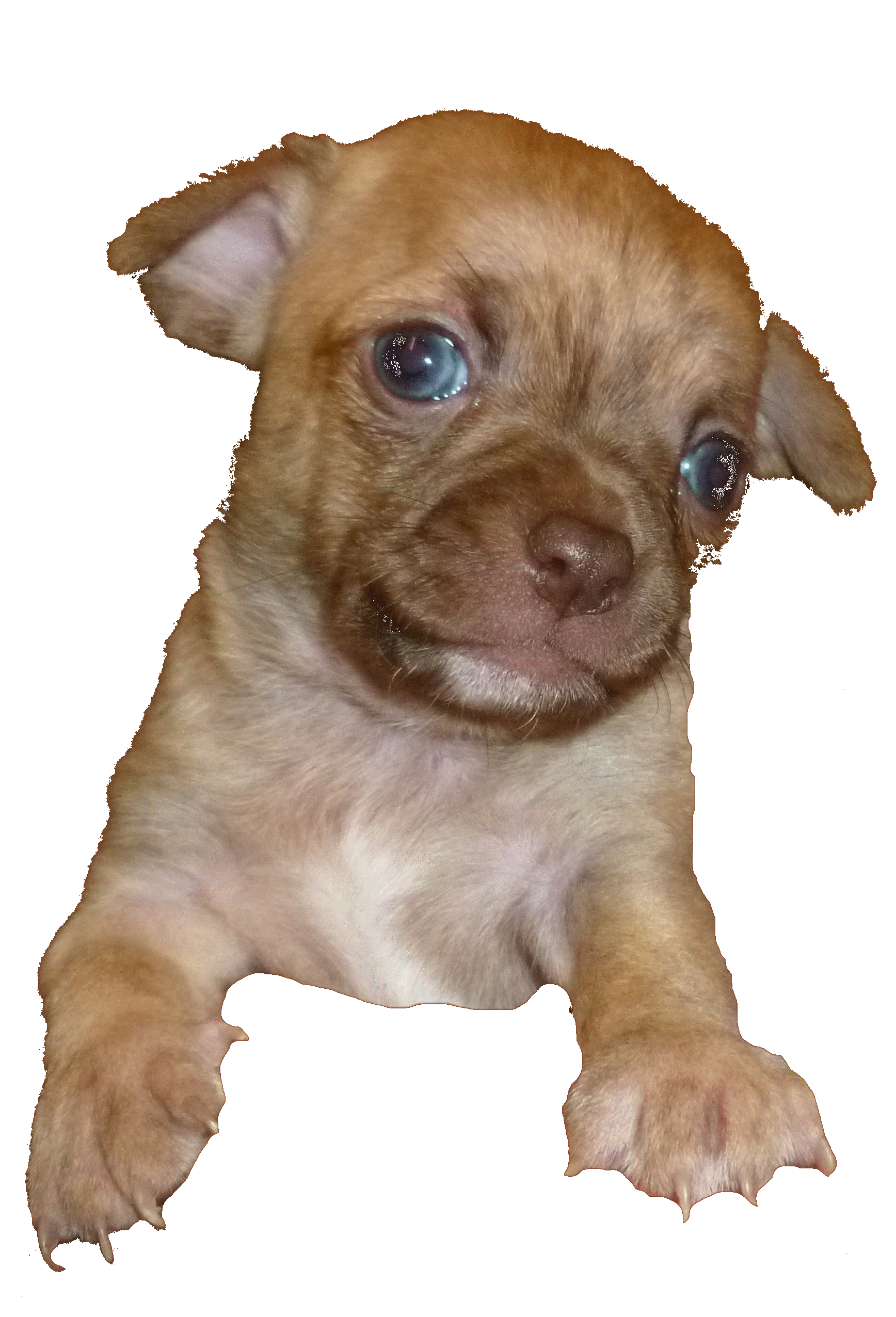 Chihuahua bringé chocolat