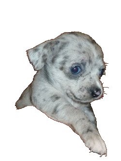 Chihuahua MERLE BLEU CLAIR
